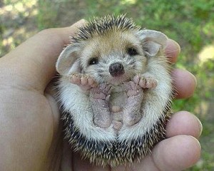 This baby hedgehog is cute!  it is the African Pygmy hedgehog – not the European one that is found in NZ.