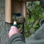 Bird Table Scraper Nest Box