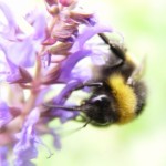 bumble bee 150x150 Wild Pollinators Crucial   Increase Pollination in your Garden!