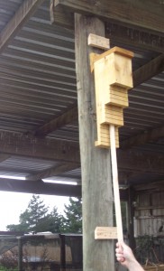 Removal and Inspection Bat Roosting Box 2