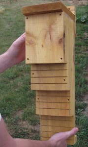 Removal and Inspection Bat Roosting Box 4