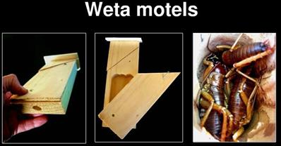 Weta Motel CWC