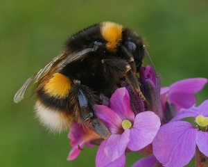 Bumble bees