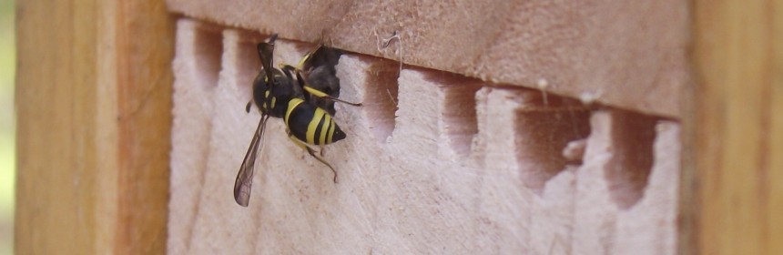 Mason Bee Wasp 6