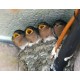 Welcome Swallow Nesting Shelf/ Box